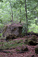 Im Wald am Mnchberg 18