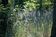 Juni-Im Wald Mncheberg-32