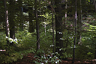 Im Wald-9