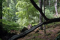 Im Wald am Möncheberg 6